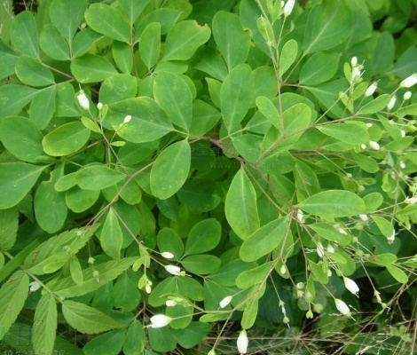 石椒草咳喘颗粒彝医药理论介绍